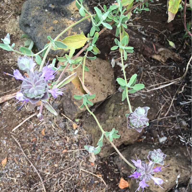 plant image 19776