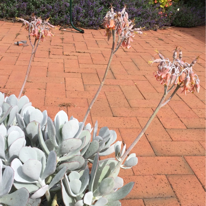 Plant image Cotyledon orbiculata var. orbiculata