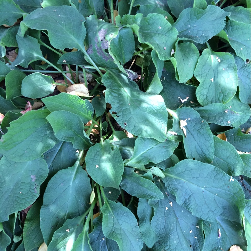 Plant image Symphytum 'Hidcote Blue'