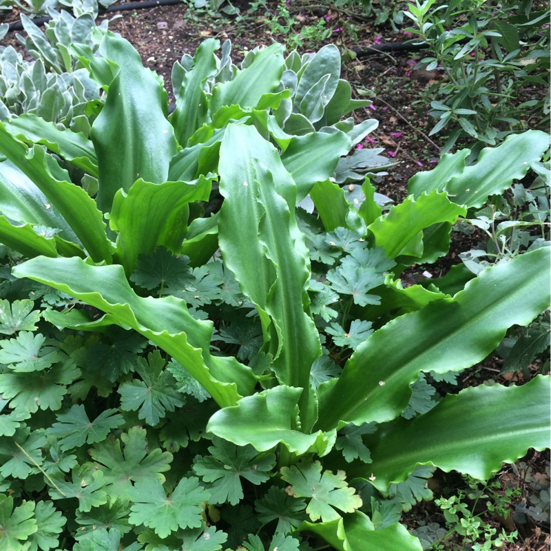 Plant image Veltheimia capensis syn. Veltheimia deasii ; Veltheimia glauca