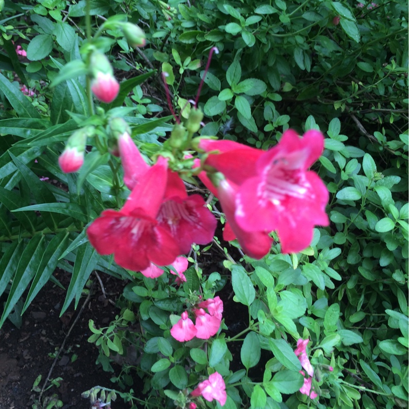 Plant image Penstemon phoenix 'Appleblossom'