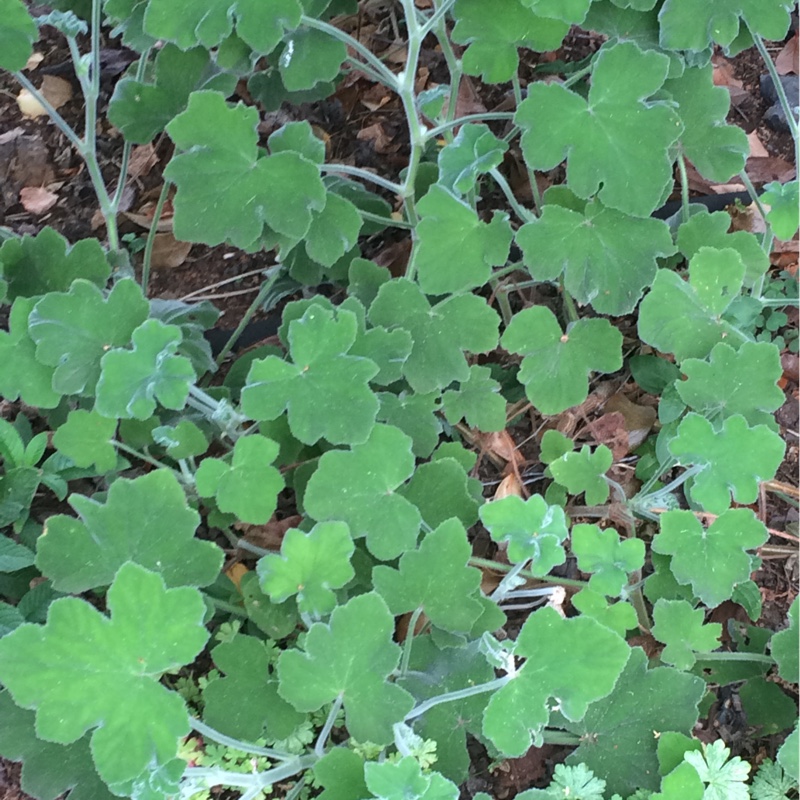 Plant image Pelargonium tomentosum