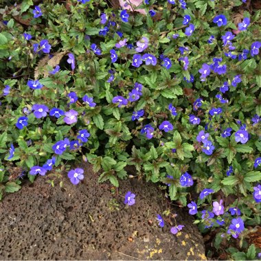 Speedwell 'Georgia Blue'