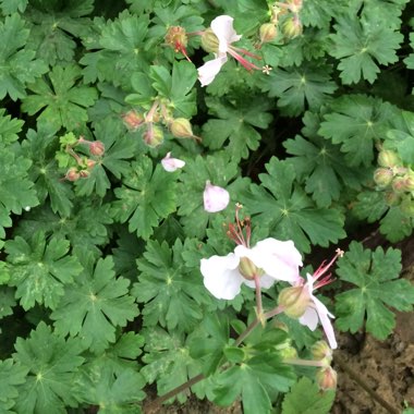 Cranesbill (Geranium)