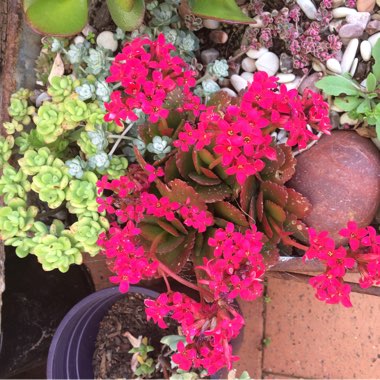 Kalanchoe