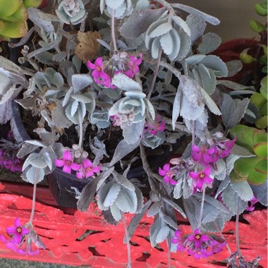 Kalanchoe 'Pumila'