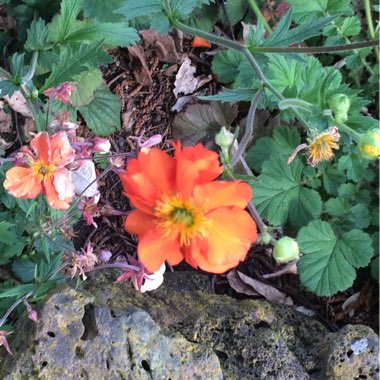 Avens 'Mrs J. Bradshaw'