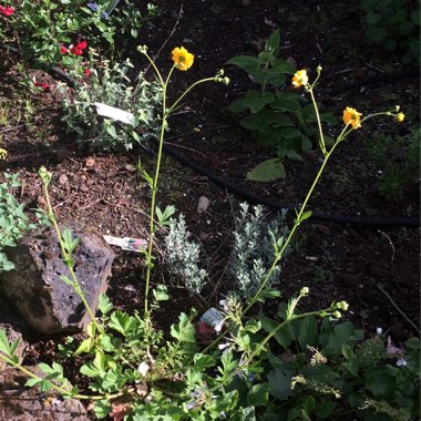 Avens 'Lady Stratheden'