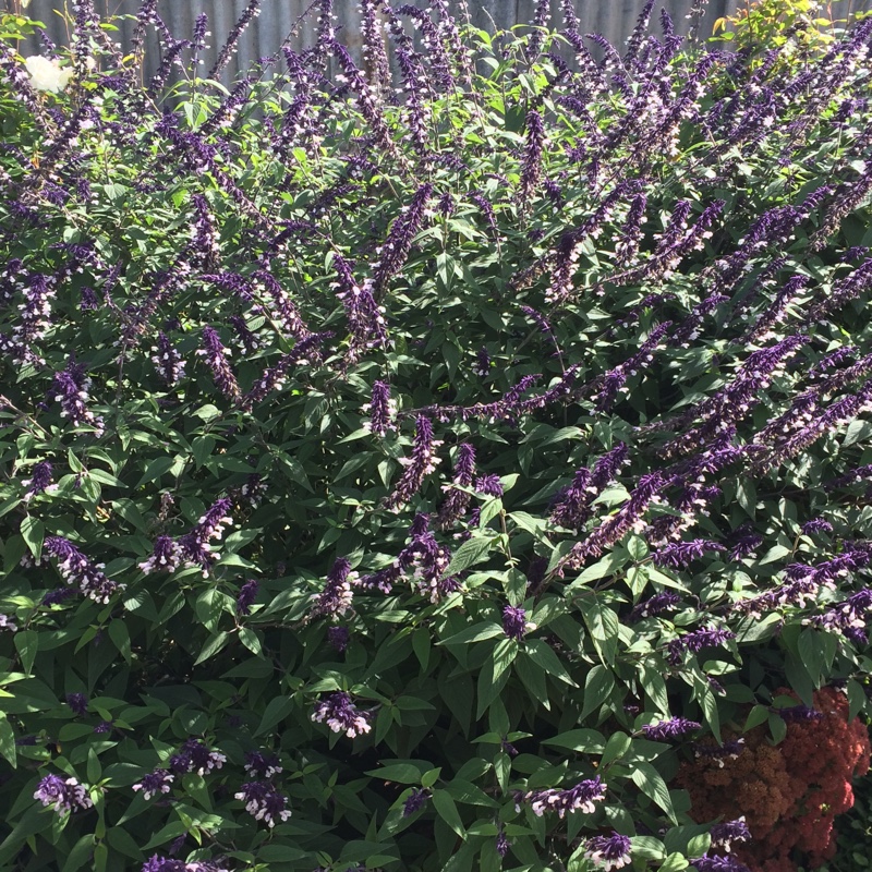 Salvia 'Megan's Magic'