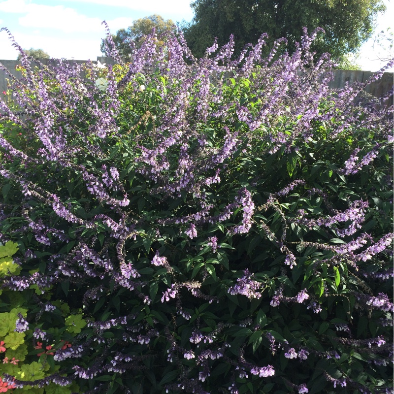 Plant image Salvia 'Phyllis' Fancy'