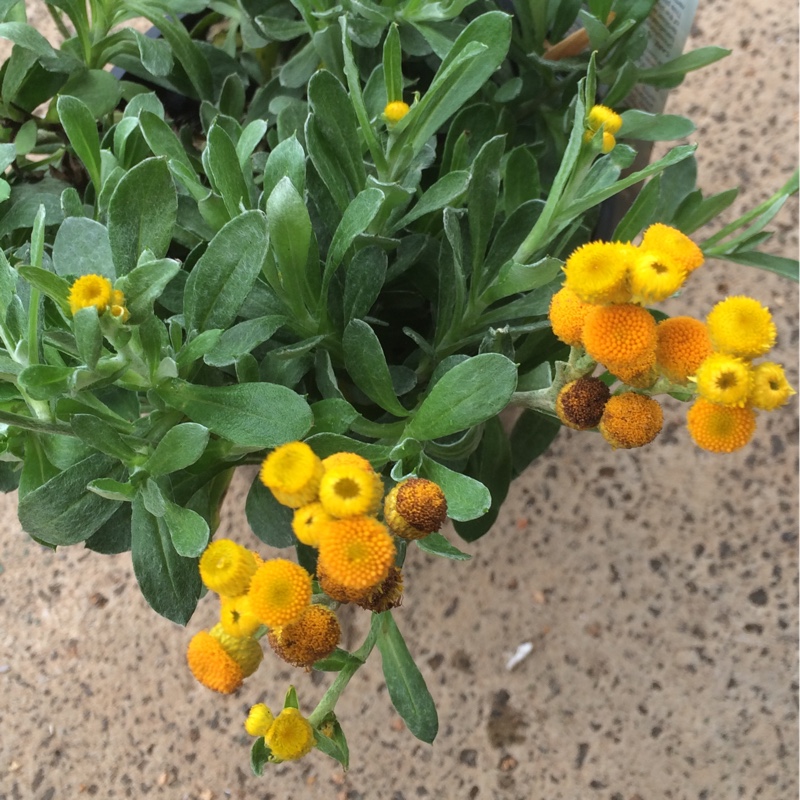 Plant image Chrysocephalum apiculatum