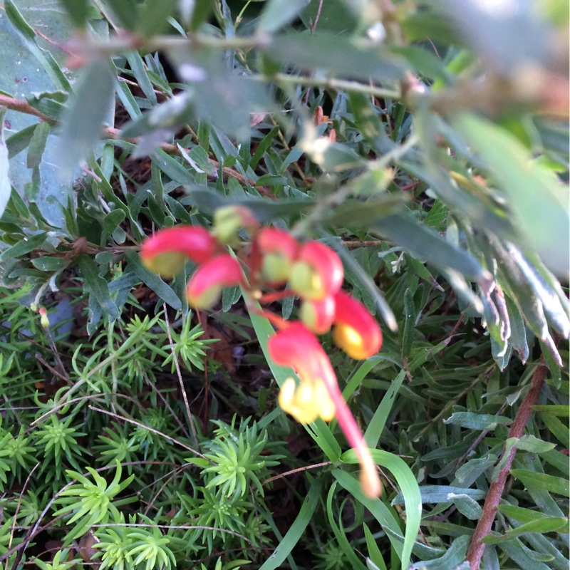 Plant image Grevillea 'Fireworks'