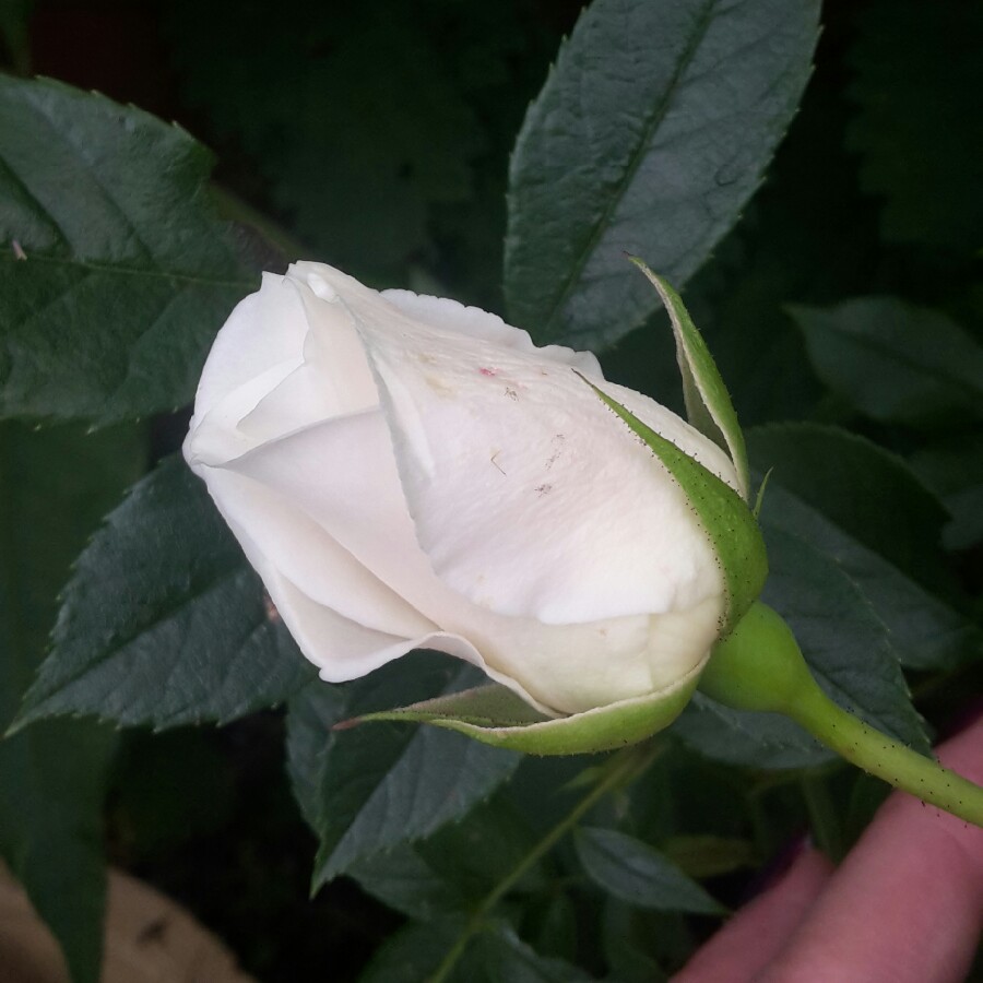 Rose 'Iceberg' (Floribunda)