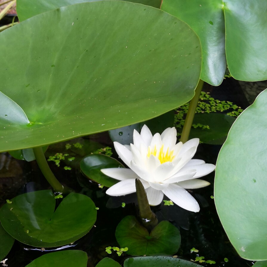 Water Lily