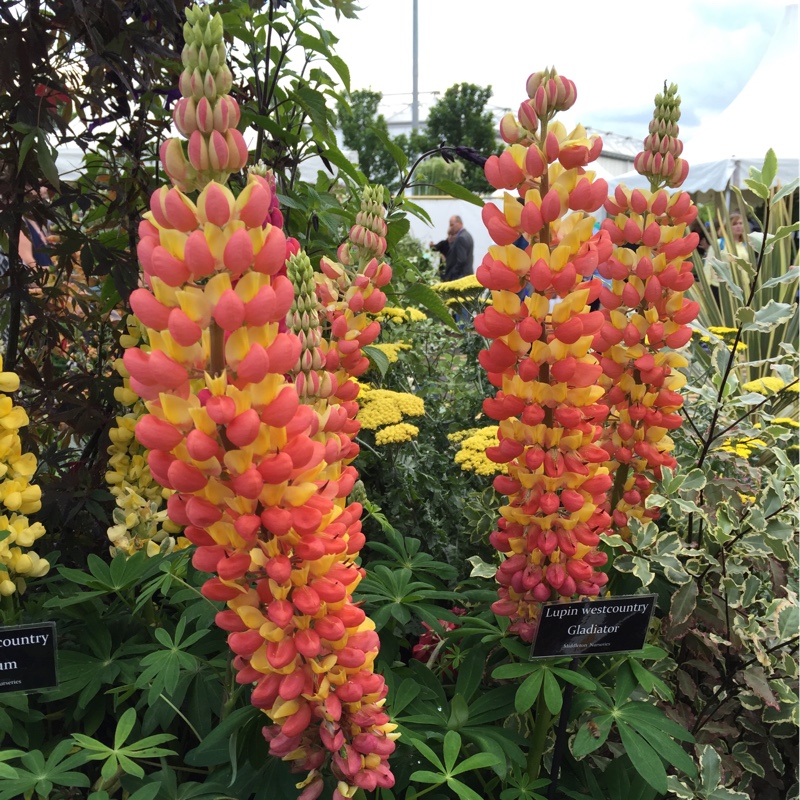 Plant image Lupinus 'Gladiator'