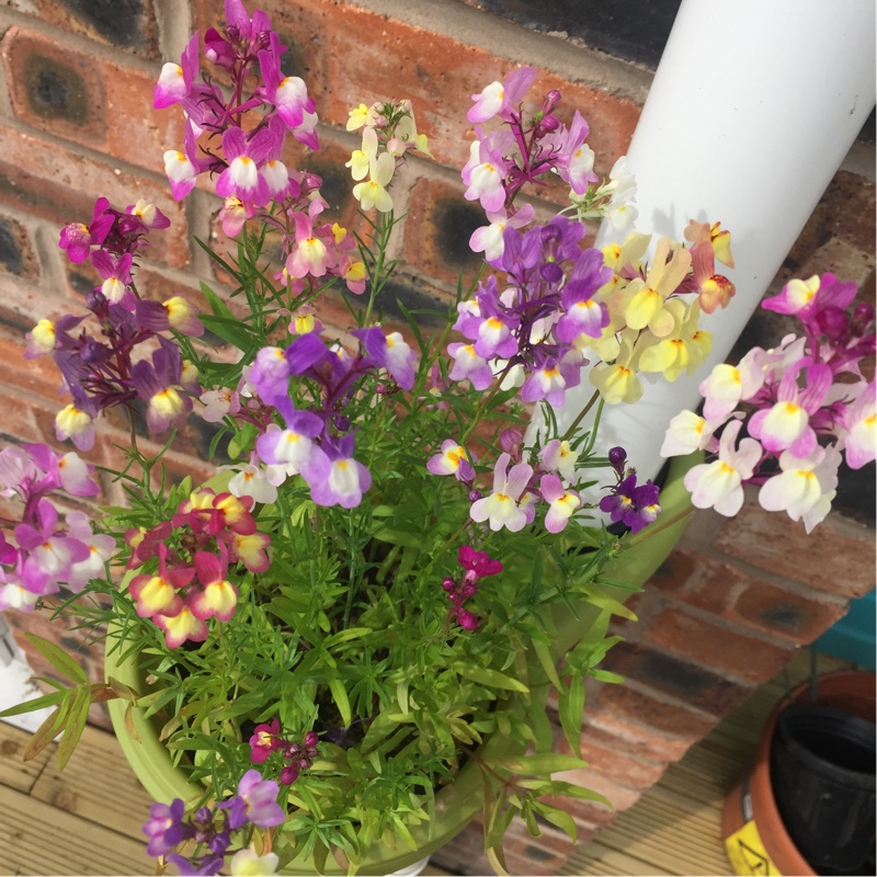 Linaria 'Fairy Bouquet Mixed'