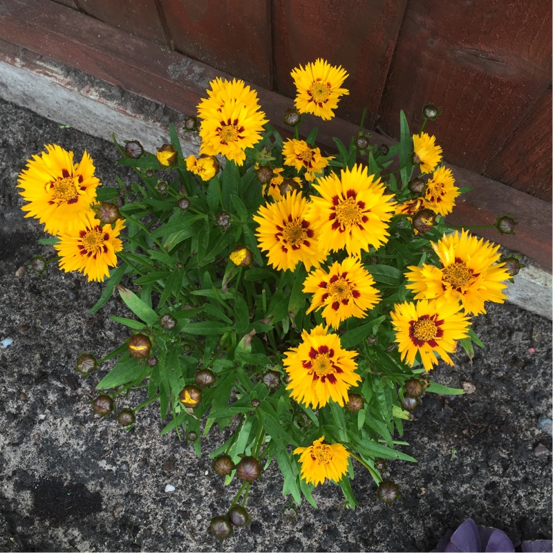 Coreopsis grandiflora 'Sunfire'