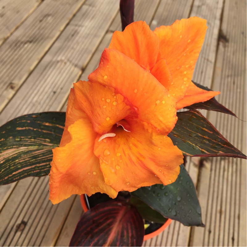 Canna 'Mactro' syn. Canna 'Tropicanna Gold'