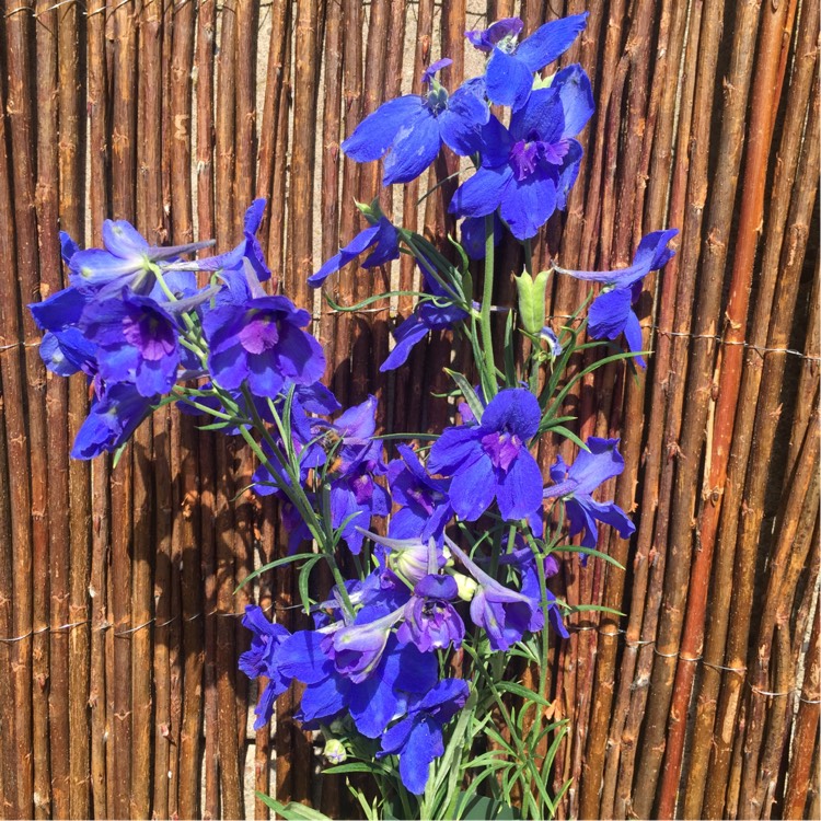 Plant image Delphinium 'Summer Nights'