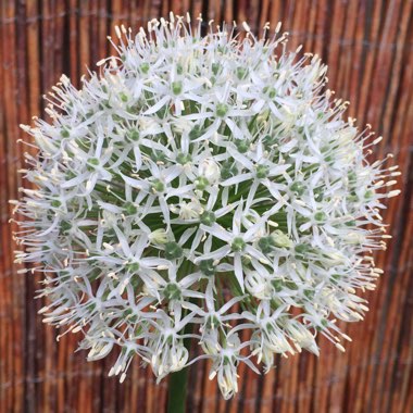 Allium