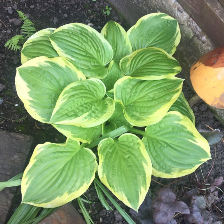 Plant image Hosta 'Dinner Jacket'