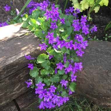 Dalmation Bellflower 'Hoffmann Blue'