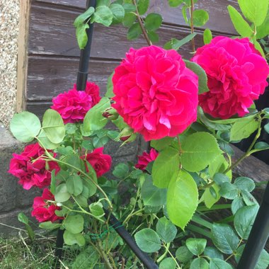 Rose 'Tess Of The D'Urbervilles' (Shrub)