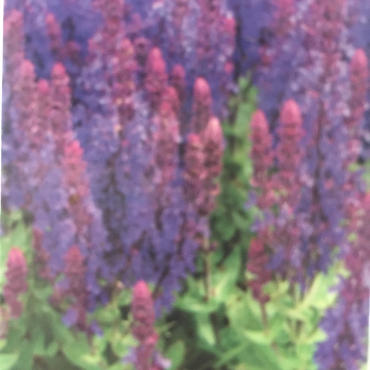 Plant image Salvia nemorosa 'Florsaldblue' (Sensation Series) syn. Salvia nemorosa 'Sensation Deep Blue'