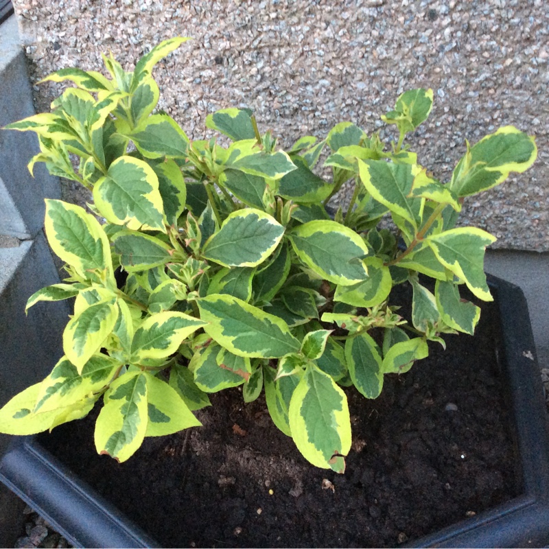 Plant image Weigela 'Kosteriana Variegata'