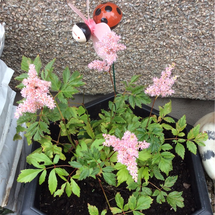 Plant image Astilbe x rosea 'Peach Blossom'