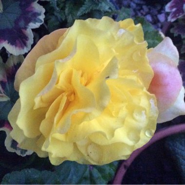 Tuberous Begonia 'Nonstop Mix'