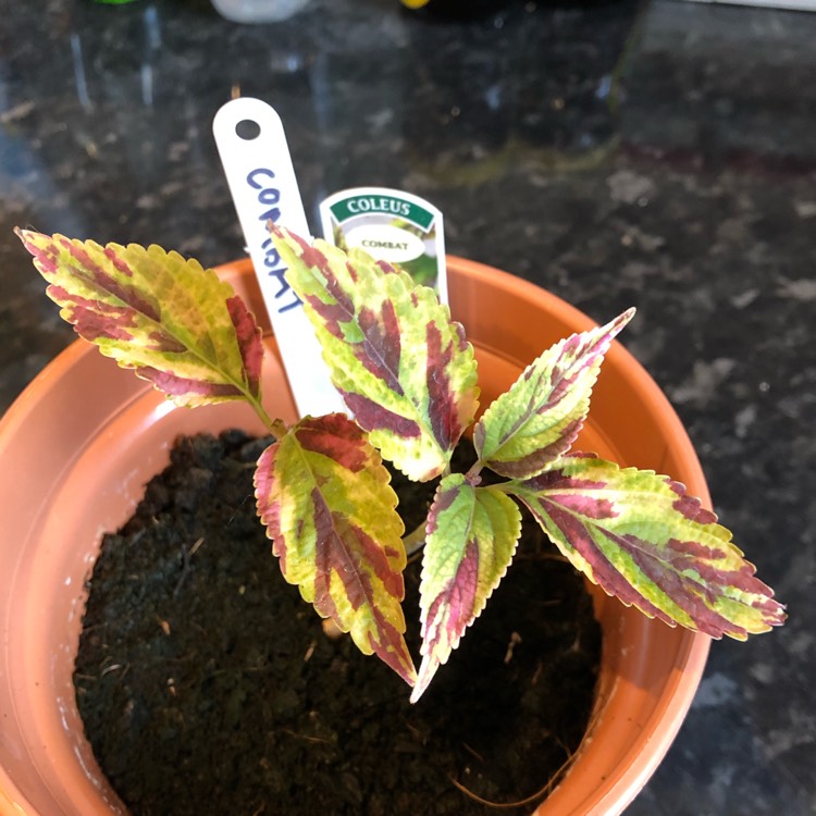 Plant image Plectranthus scutellarioides 'Combat'