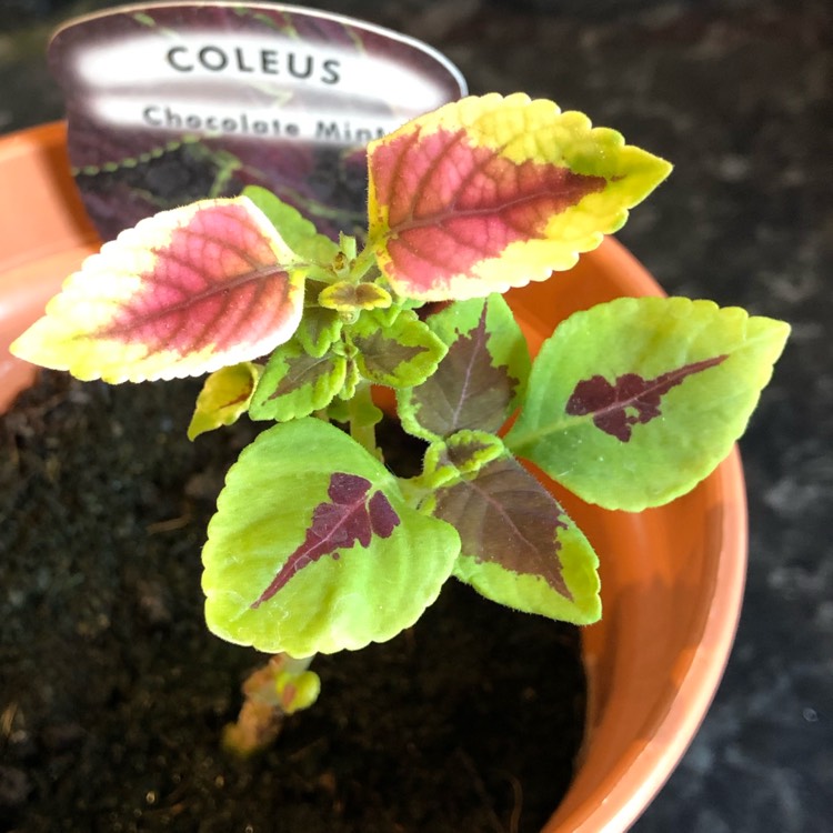 Plant image Solenostemon scutellarioides 'Chocolate Mint'