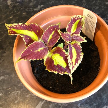 Coleus