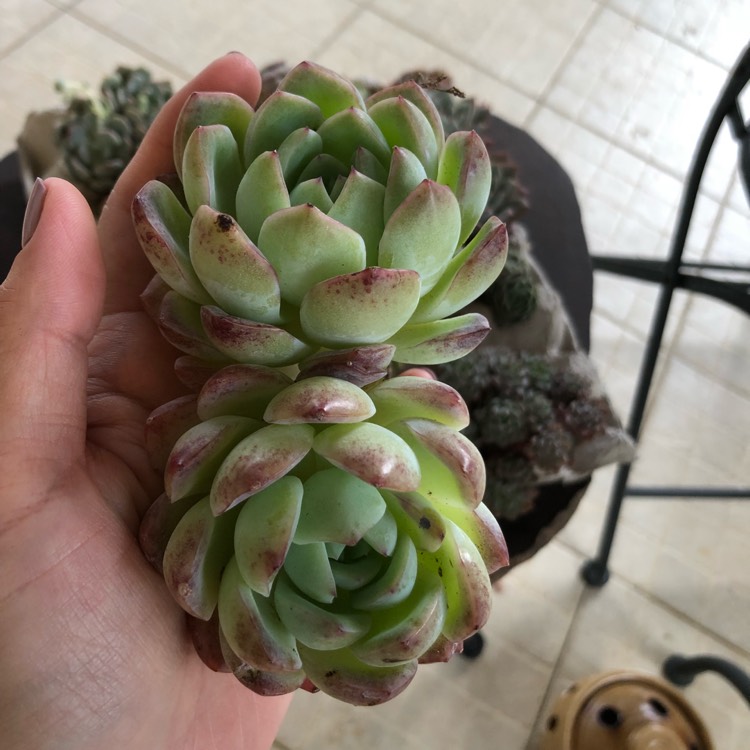 Plant image Echeveria Sasa Queen