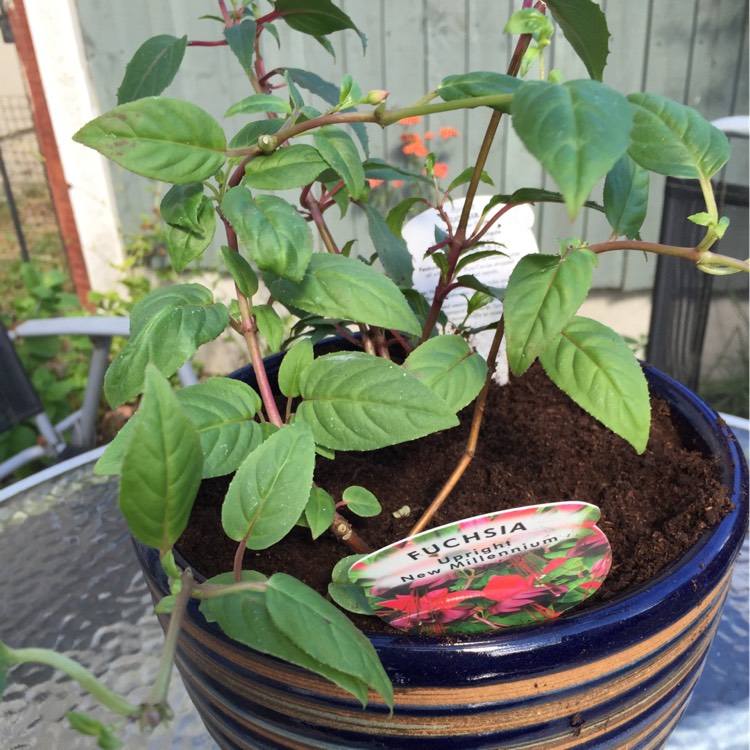 Plant image Fuchsia 'New Millennium'