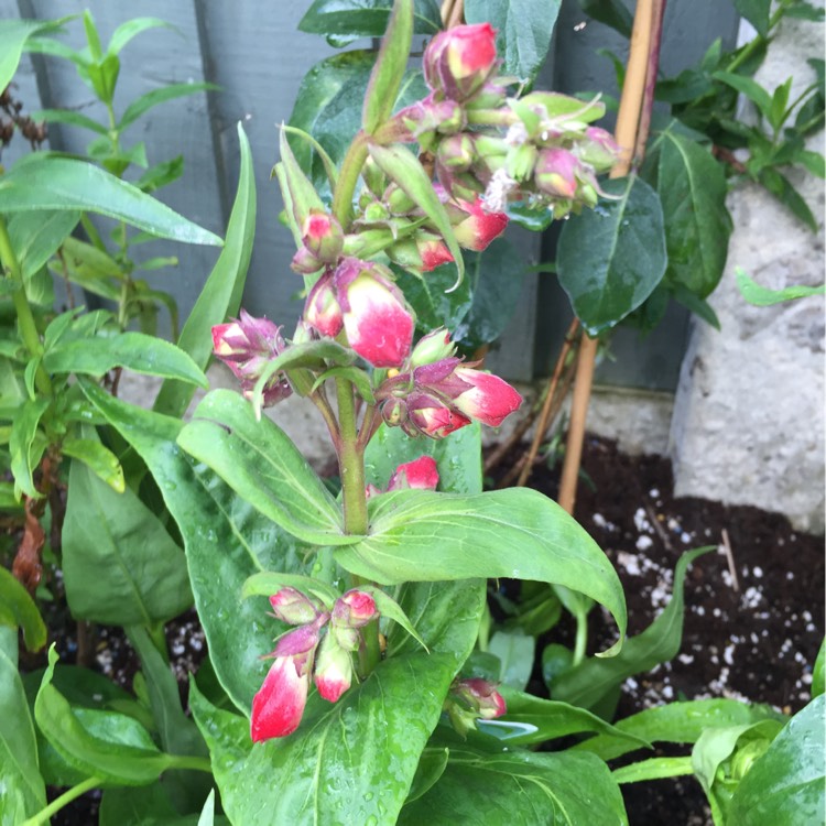 Plant image Penstemon 'Phoenix Red'