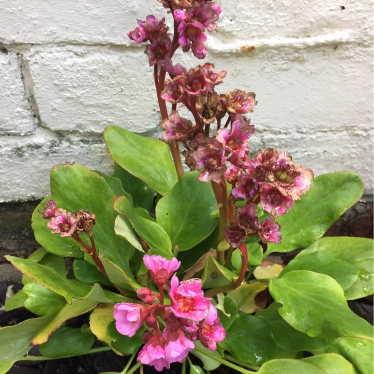 Plant image Bergenia 'Rosenkristall'