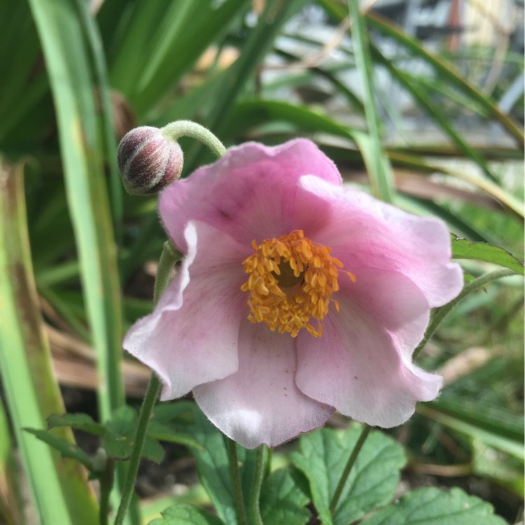 Plant image Anemone x hybrida 'Serenade'