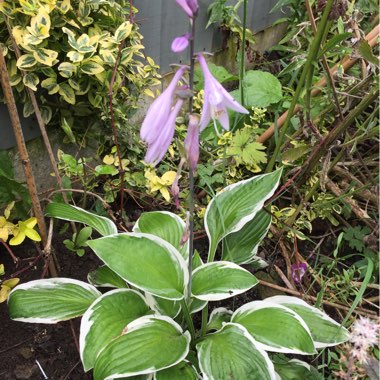 Plantain Lily 'Blue Ivory'