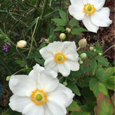 Japanese Anemone 'Honorine Jobert'