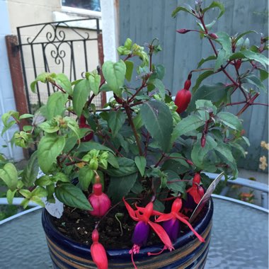 Fuchsia 'Blands New Stripe'