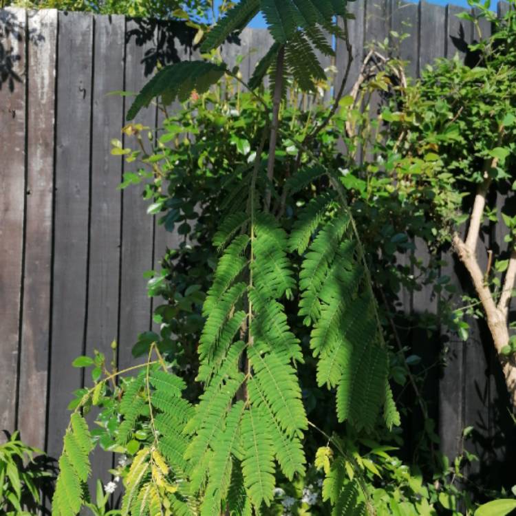 Plant image Albizia julibrissin