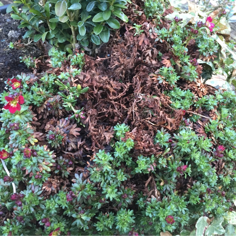 Plant image Saxifraga 'Peter Pan'