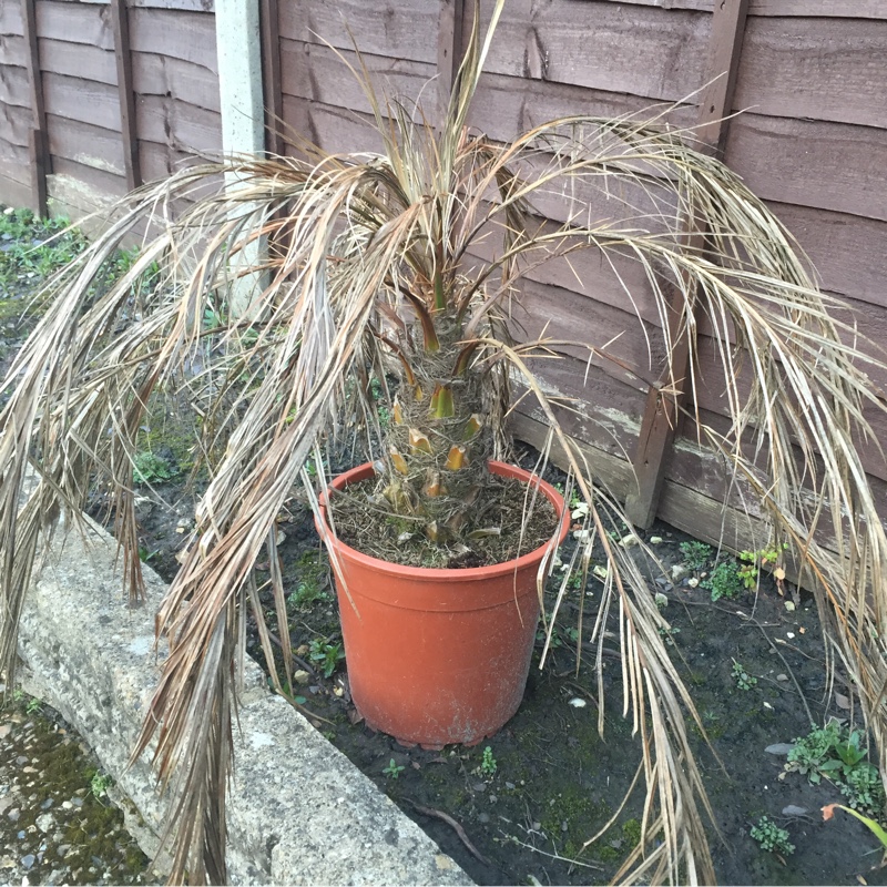 Plant image Phoenix dactylifera