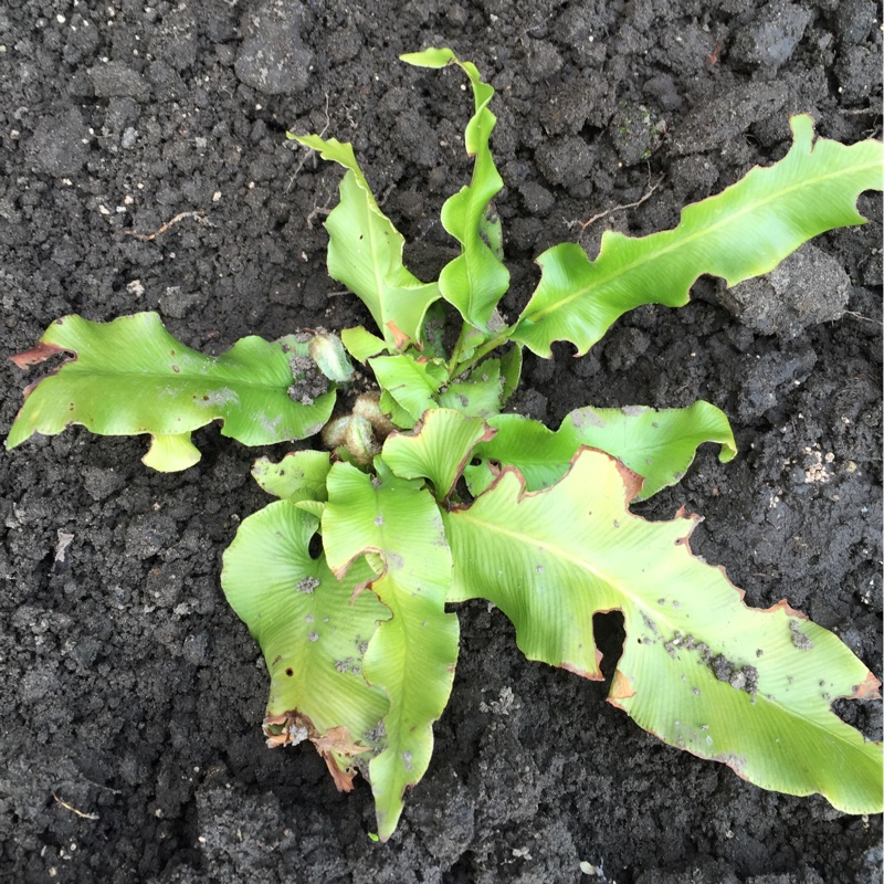 Asplenium scolopendrium