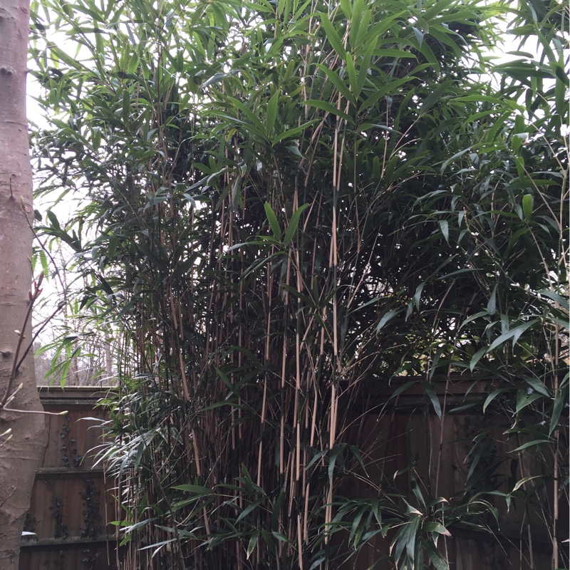 Pseudosasa japonica syn. Arundinaria japonica, Arrow bamboo - uploaded ...