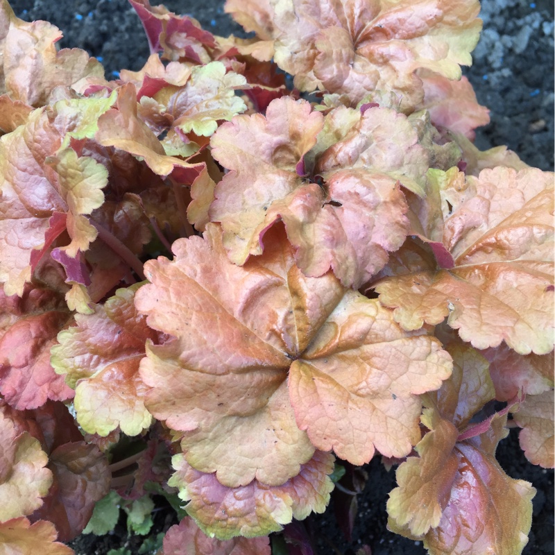 Plant image Heuchera Dolce 'Crème Brûlée'