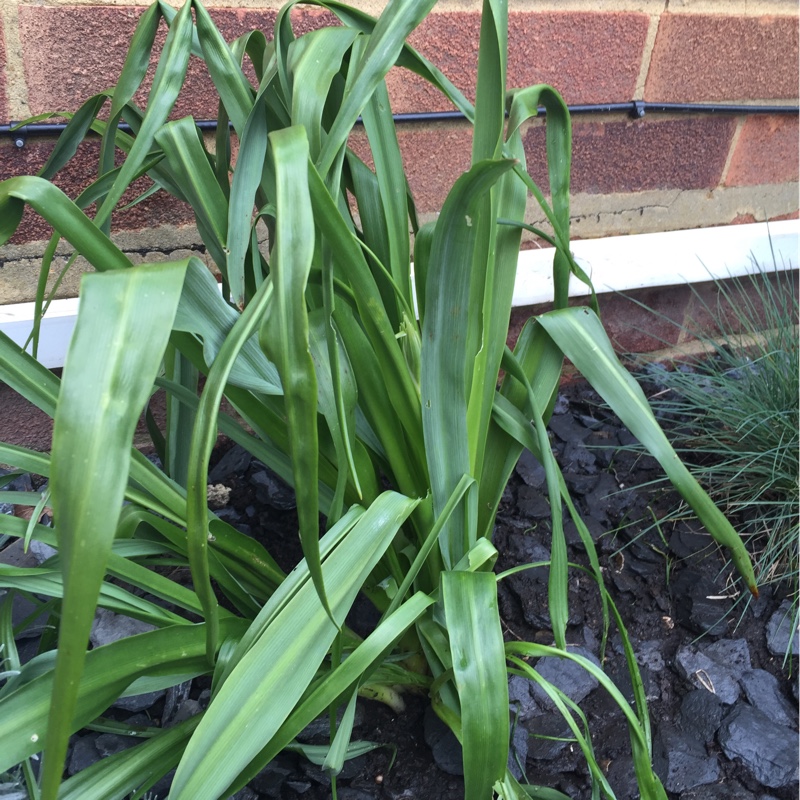 Plant image Camassia cusickii