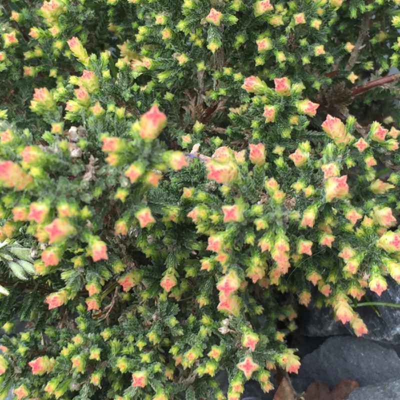 Plant image Calluna vulgaris 'Kerstin'